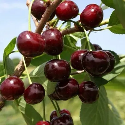 Вишня ГРИОТ БЕЛОРУССКИЙ  Вишня ГРИОТ БЕЛОРУССКИЙ в Архангельске