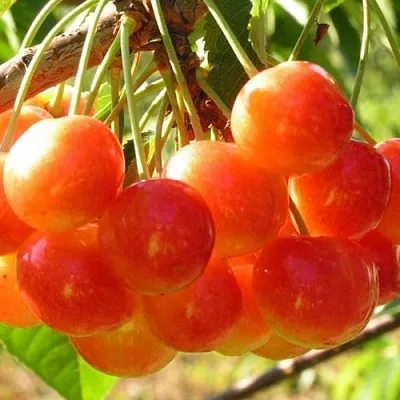 Черешня СОПЕРНИЦА  Черешня СОПЕРНИЦА в Архангельске