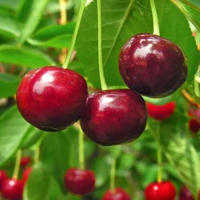 Вишня УЙФЕХЕРТОЙ ФЮРТОШ  Вишня УЙФЕХЕРТОЙ ФЮРТОШ в Архангельске