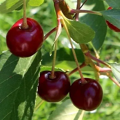 Дюк НАДЕЖДА  Дюк НАДЕЖДА в Архангельске