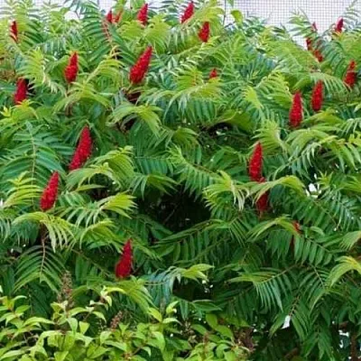 Сумах  Сумах в Архангельске