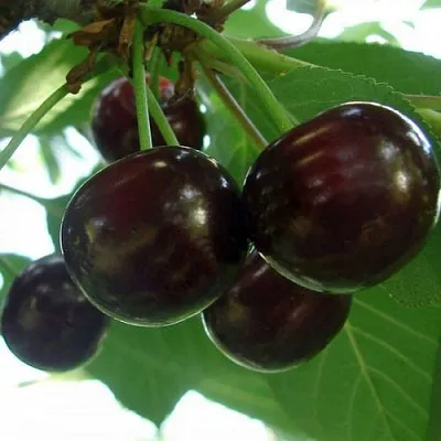 Дюк КСЕНИЯ (ЧЕРЕВИШНЯ)  Дюк КСЕНИЯ (ЧЕРЕВИШНЯ) в Архангельске