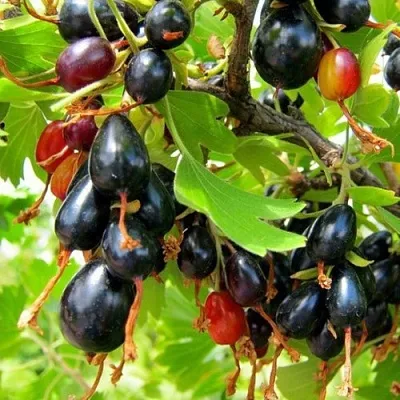 Смородина золотистая БОКАЛИНСКАЯ  Смородина золотистая БОКАЛИНСКАЯ в Архангельске