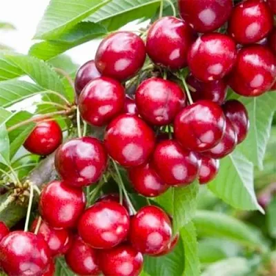 Вишня МАЛЮТКА колонновидная  Вишня МАЛЮТКА колонновидная в Архангельске