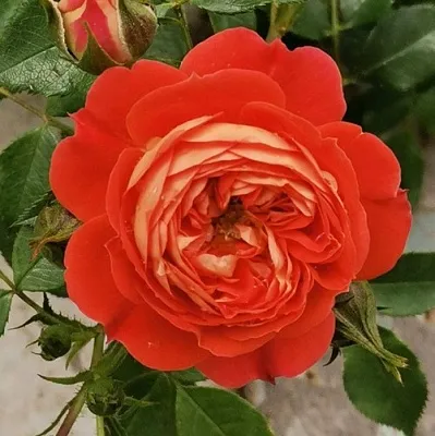 Саженцы роз СТАРЛЕТ РОУЗ КАРМЕН плетистая  Саженцы роз СТАРЛЕТ РОУЗ КАРМЕН плетистая в Архангельске