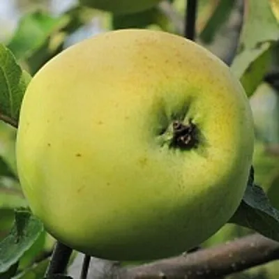 Яблоня РОССИЯНКА  Яблоня РОССИЯНКА в Архангельске