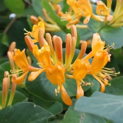 Жимолость ТЕЛЬМАНА в Архангельске