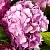 Гортензия БУКЕТ РОУЗ крупнолистная в Архангельске