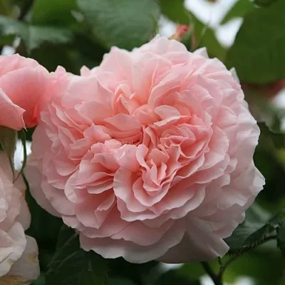 Саженцы роз РОЗ ДЕ ТОЛБИАК плетистая  Саженцы роз РОЗ ДЕ ТОЛБИАК плетистая в Архангельске