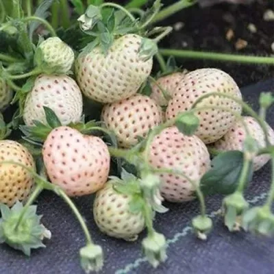 Клубника АНАНАСА ремонтантная в Архангельске