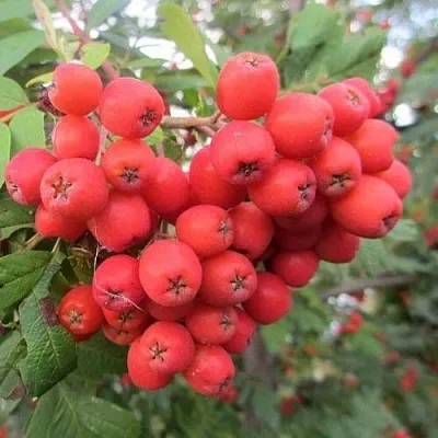 Рябина НЕВЕЖИНСКАЯ сладкоплодная  Рябина НЕВЕЖИНСКАЯ сладкоплодная в Архангельске