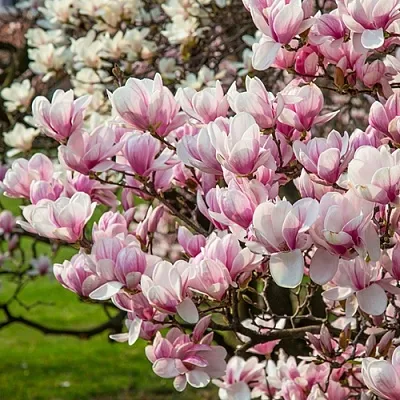 Магнолия  Магнолия в Архангельске