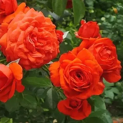 Саженцы роз МАЙНТАУЭР плетистая  Саженцы роз МАЙНТАУЭР плетистая в Архангельске