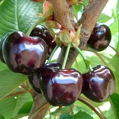 Черешня МУСКАТНАЯ  Черешня МУСКАТНАЯ в Архангельске