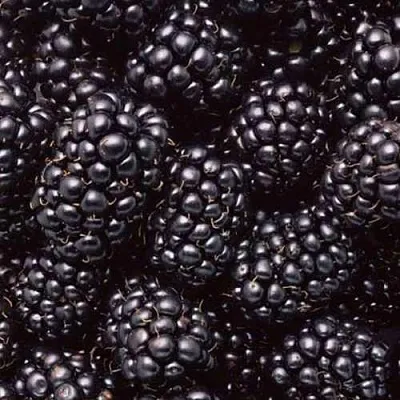 Ежевика ОРКАН бесшипная  Ежевика ОРКАН бесшипная в Архангельске