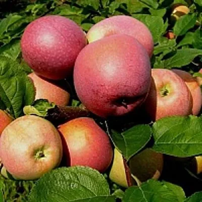 Яблоня СЛАВА ПОБЕДИТЕЛЯМ в Архангельске