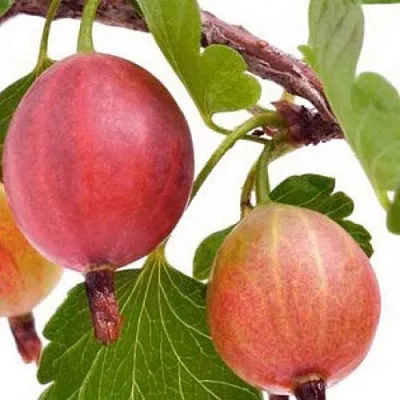 Крыжовник ЯРКИЙ  Крыжовник ЯРКИЙ в Архангельске