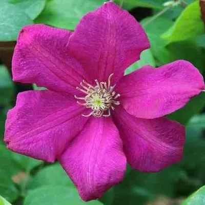 Клематис ЭРНЕСТ МАРКХАМ  Клематис ЭРНЕСТ МАРКХАМ в Архангельске