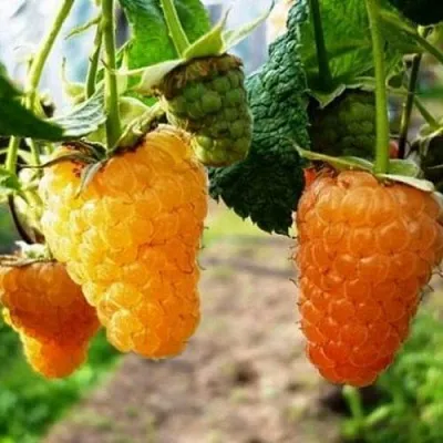 Малина ОРАНЖЕВОЕ ЧУДО в Архангельске