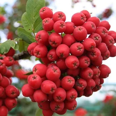 Рябина АЛАЯ КРУПНАЯ сладкоплодная  Рябина АЛАЯ КРУПНАЯ сладкоплодная в Архангельске