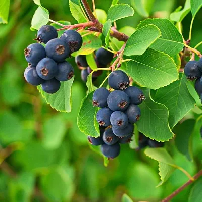 Ирга КОЛОСИСТАЯ  Ирга КОЛОСИСТАЯ в Архангельске