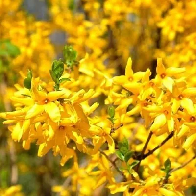 Форзиция  Форзиция в Архангельске