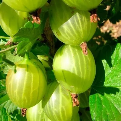 Крыжовник МАЛАХИТ  Крыжовник МАЛАХИТ в Архангельске