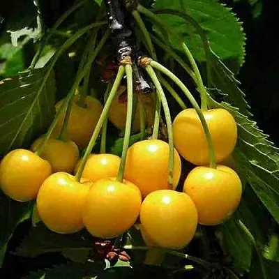 Черешня ЧЕРМАШНАЯ в Архангельске