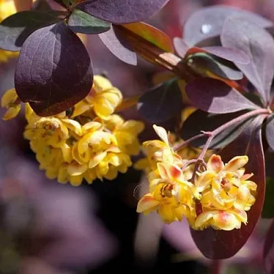 Барбарис  Барбарис в Архангельске