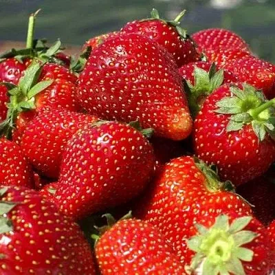 Клубника ПИРЧИНКЬЮ в Архангельске