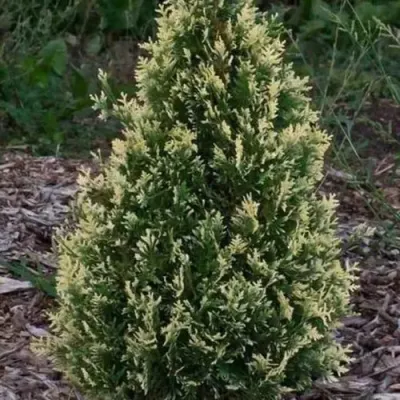 Туя БРАБАНТ ВАРИЕГАТТА западная — описание сорта Туя БРАБАНТ ВАРИЕГАТТА западная в Архангельске