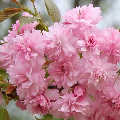 Сакура РОЗЕА ПЛЕНА  Сакура РОЗЕА ПЛЕНА в Архангельске