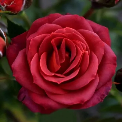 Саженцы роз ЧОКОЧИНО спрей  Саженцы роз ЧОКОЧИНО спрей в Архангельске