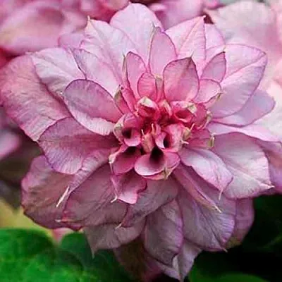 Клематис ИННОСЕНТ ГЛАНС  Клематис ИННОСЕНТ ГЛАНС в Архангельске