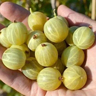 Крыжовник БЕРИЛЛ  Крыжовник БЕРИЛЛ в Архангельске