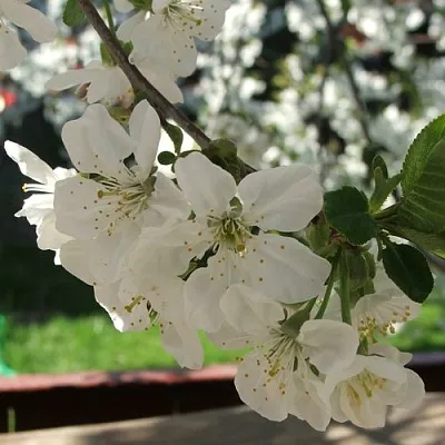 Вишня УМБРАКУЛИФЕРА  Вишня УМБРАКУЛИФЕРА в Архангельске