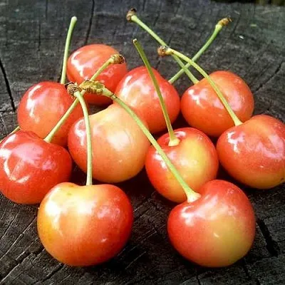 Черешня ЮЛИЯ  Черешня ЮЛИЯ в Архангельске