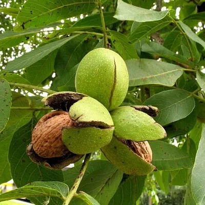 Грецкий орех  Грецкий орех в Архангельске
