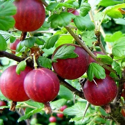 Крыжовник КОНСУЛ  Крыжовник КОНСУЛ в Архангельске