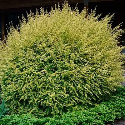 Жимолость  Жимолость в Архангельске