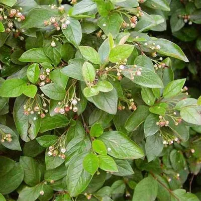 Кизильник блестящий в Архангельске