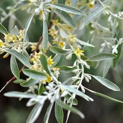 Лох  Лох в Архангельске