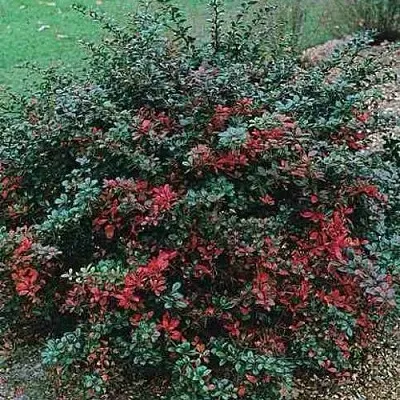 Барбарис РЕД ДЖЕВЕЛ средний   Барбарис РЕД ДЖЕВЕЛ средний  в Архангельске