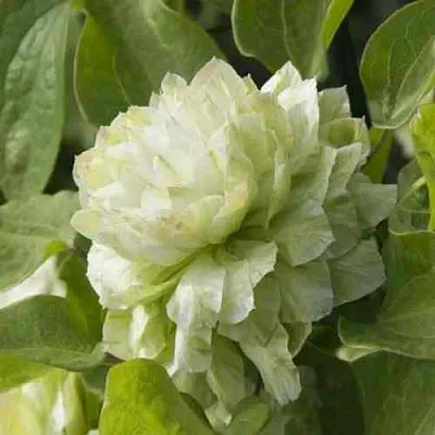 Клематис КОХАНА  Клематис КОХАНА в Архангельске