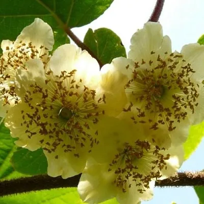 Актинидия АТЛАС (МУЖСКОЙ) в Архангельске