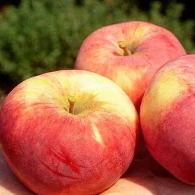 Яблоня ОРЛОВИМ в Архангельске