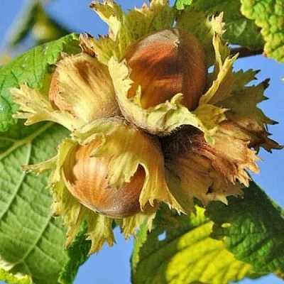 Фундук ТОНДА РОМАНА  Фундук ТОНДА РОМАНА в Архангельске