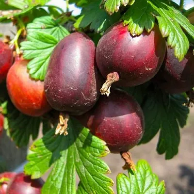 Крыжовник ЧЕРНОСЛИВОВЫЙ  Крыжовник ЧЕРНОСЛИВОВЫЙ в Архангельске