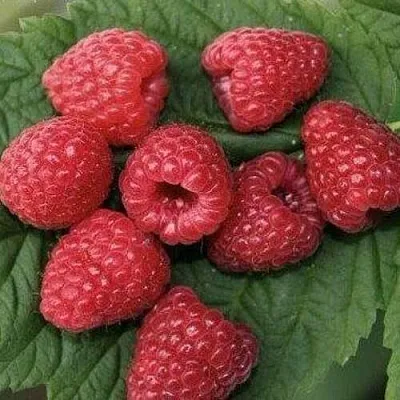 Малина ЗЮГАНА в Архангельске