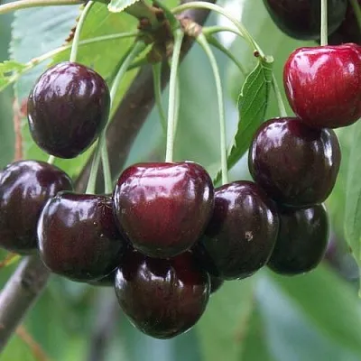 Черешня ЛЮБИМИЦА АСТАХОВА  Черешня ЛЮБИМИЦА АСТАХОВА в Архангельске